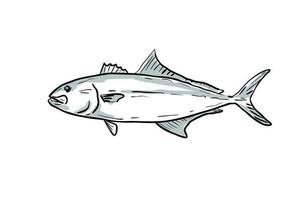 Greater Amberjack Fishes Gulf of Mexico Cartoon Drawing vector