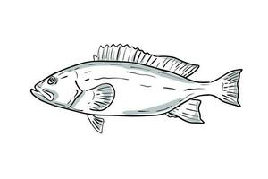 yellowmouth grouper Fish Gulf of Mexico Cartoon Drawing vector