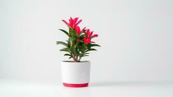 Photo of ornamental plants in minimalist pot as houseplant for home decoration isolated on white background. Generative AI