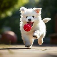 el perro persecuciones el pelota foto