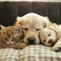 cat and dog are sleeping on the sofa illustration photo