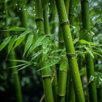 green bamboo tree photo