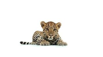 foto de un jaguar en blanco antecedentes. generativo ai