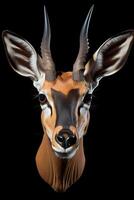 Photo of Springbok on black background. Generative AI