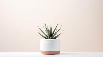 Photo of agave in minimalist pot as houseplant for home decoration isolated on white background.