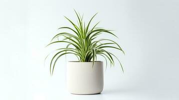 Photo of Spider Plant in minimalist pot as houseplant for home decoration isolated on white background. Generative AI