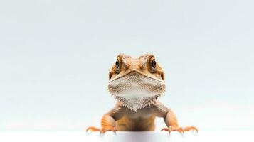 Photo of a Bearded Dragon on white background. Generative AI