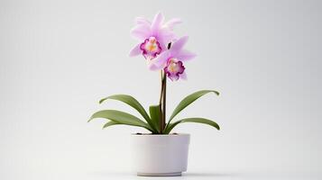 Photo of Cattleya in minimalist pot as houseplant for home decoration isolated on white background. Generative AI