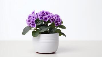 Photo of Saintpaulia in minimalist pot as houseplant for home decoration isolated on white background.