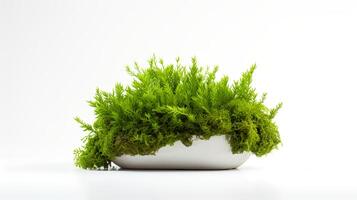 Photo of Java Moss in minimalist pot as houseplant for home decoration isolated on white background.