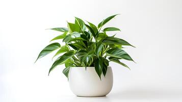 Photo of anubiasin minimalist pot as houseplant for home decoration isolated on white background. Generative AI