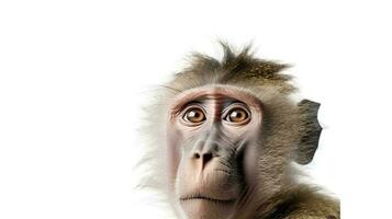 Photo of a Baboon on white background. Generative AI