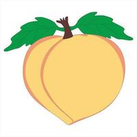 Peach Sweet Fruit vector