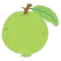 Gava Fruit, Green Sweet Gava Fruit vector