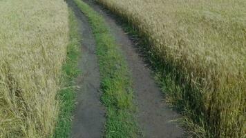 een antenne visie van een persoon wandelen door een veld- video