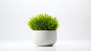 Photo of Java Moss in minimalist pot as houseplant for home decoration isolated on white background.