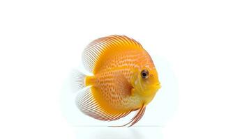 Photo of a discus fish on white background. Generative AI