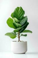 Photo of Ficus lyrata in minimalist pot as houseplant for home decoration isolated on white background. Generative AI