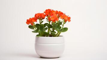 Photo of Kalanchoe in minimalist pot as houseplant for home decoration isolated on white background on white table. Generative AI