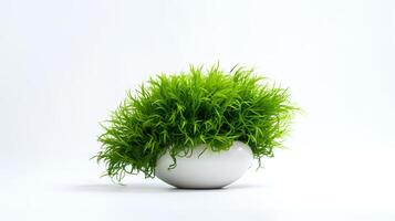 Photo of Java Moss in minimalist pot as houseplant for home decoration isolated on white background.