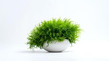 Photo of Java Moss in minimalist pot as houseplant for home decoration isolated on white background. Generative AI