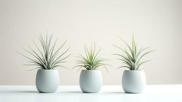 Photo of ornamental plants in minimalist pot as houseplant for home decoration isolated on white background. Generative AI