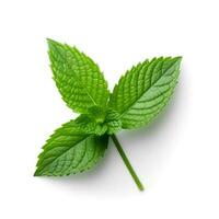 Photo of Mint leaf isolated on white background