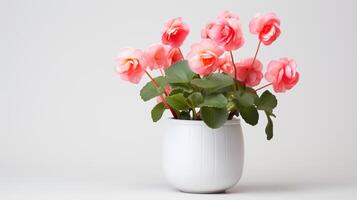 Photo of Begonia in minimalist pot as houseplant for home decoration isolated on white background.