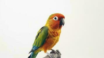 Photo of a Conure bird on white background. Generative AI