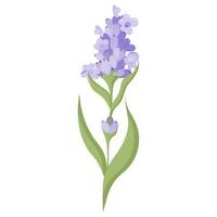 lavanda flor para tu diseño. vector ilustración aislado en blanco antecedentes.