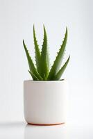 Photo of aloe vera in minimalist pot as houseplant for home decoration isolated on white background. Generative AI