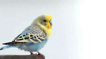 foto de un periquito pájaro en blanco antecedentes. generativo ai