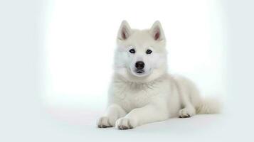 foto de un siberiano fornido en blanco antecedentes. generativo ai