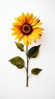 Photo of one stalk of sunflower isolated on white background. Generative AI