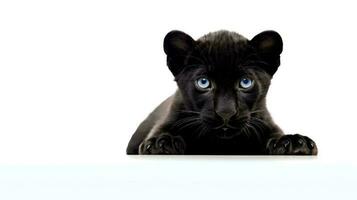 Photo of a panther on white background