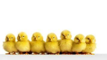 foto de un linda pequeño mascota en amarillo color en blanco antecedentes