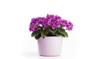 Photo of Saintpaulia in minimalist pot as houseplant for home decoration isolated on white background.