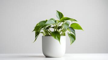 Photo of Pothos in minimalist pot as houseplant for home decoration isolated on white background. Generative AI