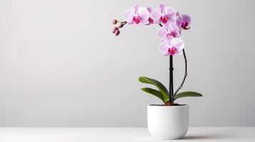 Photo of orchid in minimalist pot as houseplant for home decoration isolated on white background. Generative AI