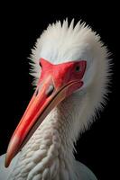 Close up photo of African Spoonbill on black background. Generative AI