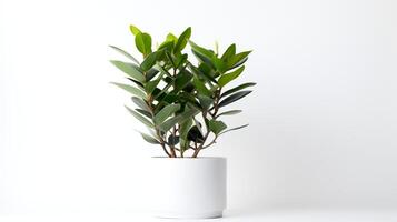 Photo of Zamioculcas zamiifolia in minimalist pot as houseplant for home decoration isolated on white background. Generative AI