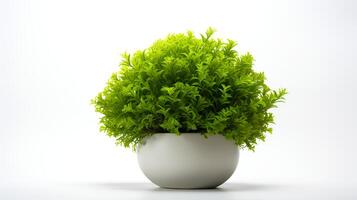 Photo of Java Moss in minimalist pot as houseplant for home decoration isolated on white background.