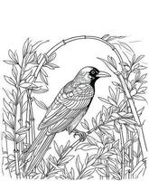 crow animal drawings crow coloring pages vector