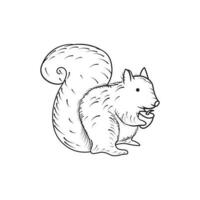 Hand drawn Kids drawing Cartoon Vector illustration squirrel Isolated on White Background