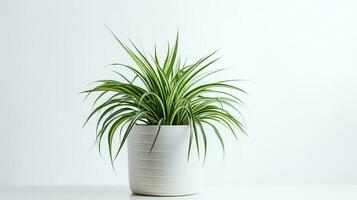 Photo of Spider Plant in minimalist pot as houseplant for home decoration isolated on white background. Generative AI