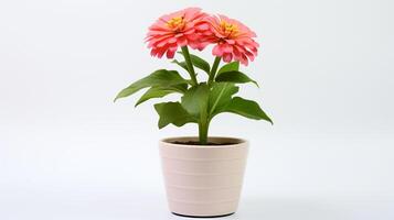 Photo of Zinnia in minimalist pot as houseplant for home decoration isolated on white background. Generative AI