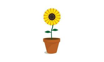 sunflower in a flower pot isolated on white background vector