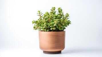 Photo of Sedum in minimalist pot as houseplant for home decoration isolated on white background. Generative AI