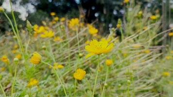 toneel- visie van een bloem tuin met geel bloemen en dood bloem knoppen. mooi geel zwavel kosmos bloem in een tuin 4k video. kosmos bloem drijvend in de lucht Aan een wazig achtergrond. video