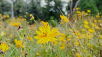 Kosmos Blume schwebend im das Luft im ein Garten 4k Video. szenisch Aussicht von ein Blume Garten mit Gelb Blumen und tot Blume Knospen. schön Gelb Schwefel Kosmos Blume auf ein verschwommen Hintergrund. video